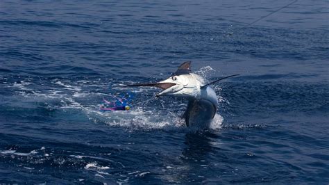 white marlin hook up